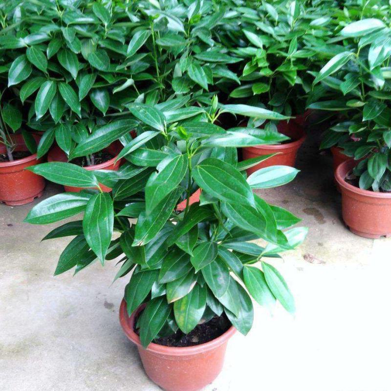 平安树盆栽中大型客厅摆放绿植观叶植物四季常青净化空气庭院