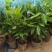 平安树盆栽中大型客厅摆放绿植观叶植物四季常青净化空气庭院