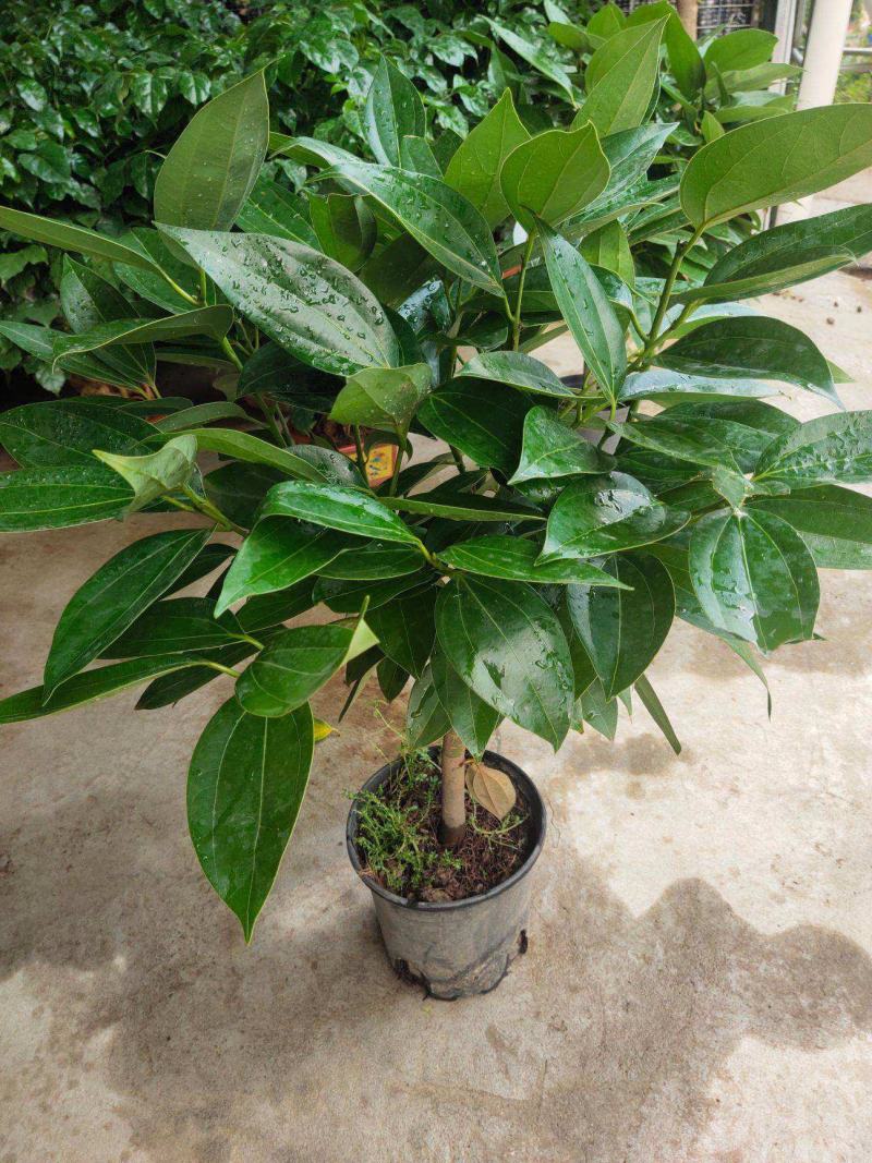 平安树盆栽中大型客厅摆放绿植观叶植物四季常青净化空气庭院