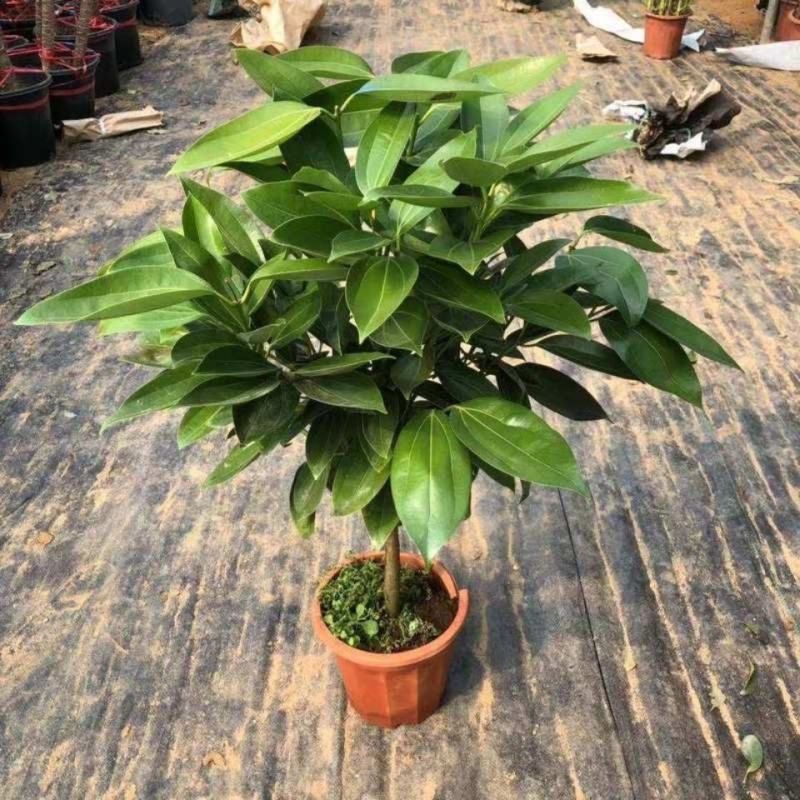 平安树盆栽中大型客厅摆放绿植观叶植物四季常青净化空气庭院