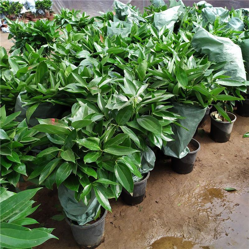 平安树盆栽中大型客厅摆放绿植观叶植物四季常青净化空气庭院