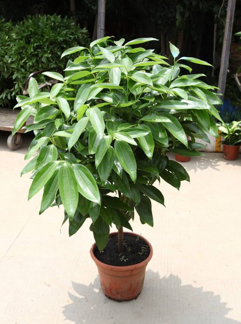平安树盆栽中大型客厅摆放绿植观叶植物四季常青净化空气庭院