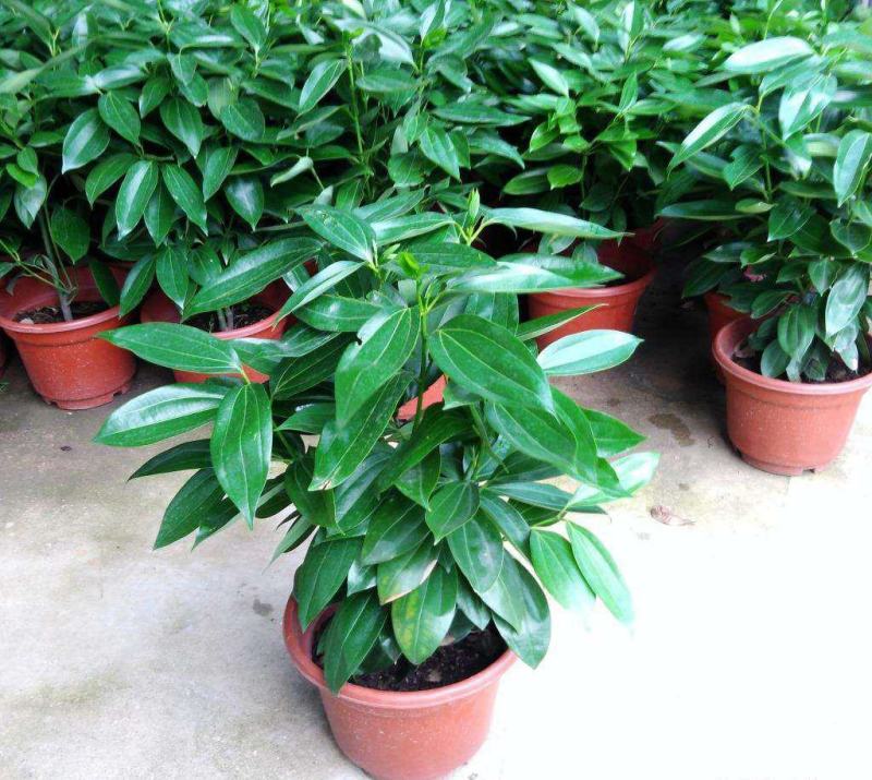 平安树盆栽中大型客厅摆放绿植观叶植物四季常青净化空气庭院