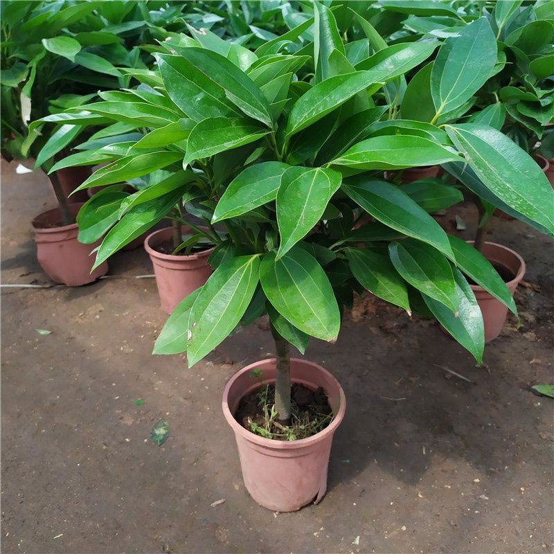 平安树盆栽中大型客厅摆放绿植观叶植物四季常青净化空气庭院