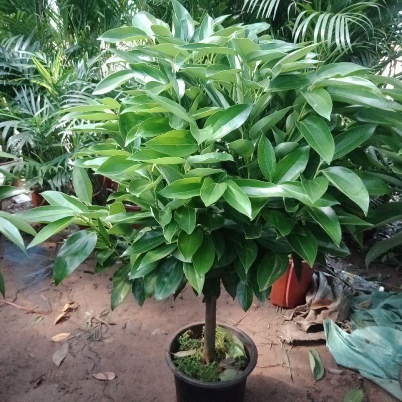平安树盆栽中大型客厅摆放绿植观叶植物四季常青净化空气庭院