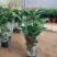 平安树盆栽中大型客厅摆放绿植观叶植物四季常青净化空气庭院