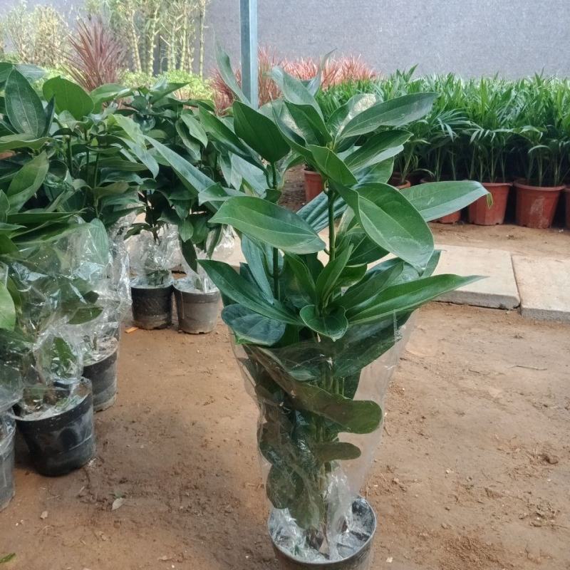 平安树盆栽中大型客厅摆放绿植观叶植物四季常青净化空气庭院