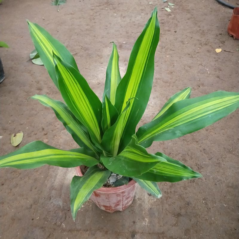 金心也门铁巴西铁巴西木龙须树绿植室内花卉观叶植物盆栽