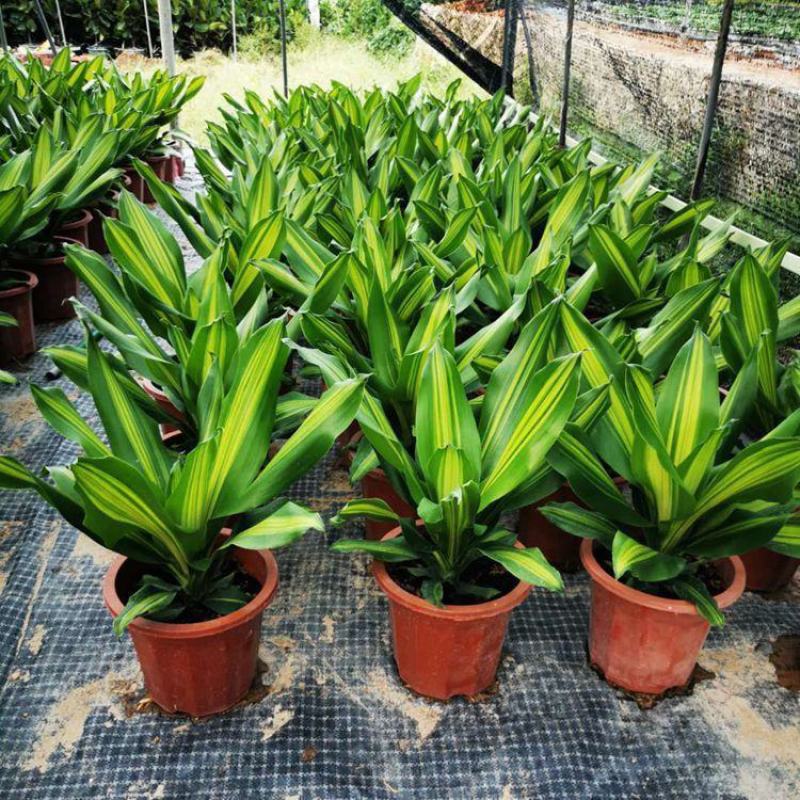金心也门铁巴西铁巴西木龙须树绿植室内花卉观叶植物盆栽