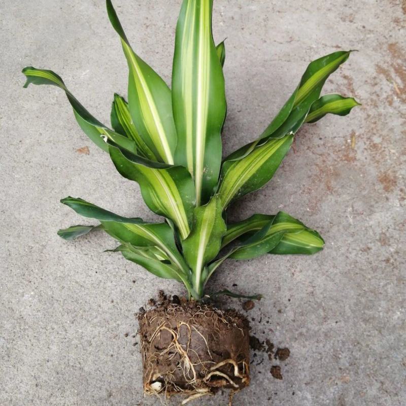 金心也门铁巴西铁巴西木龙须树绿植室内花卉观叶植物盆栽