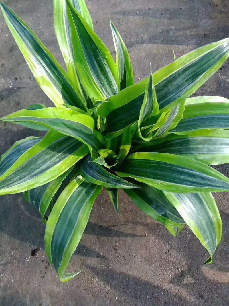 金心也门铁巴西铁巴西木龙须树绿植室内花卉观叶植物盆栽
