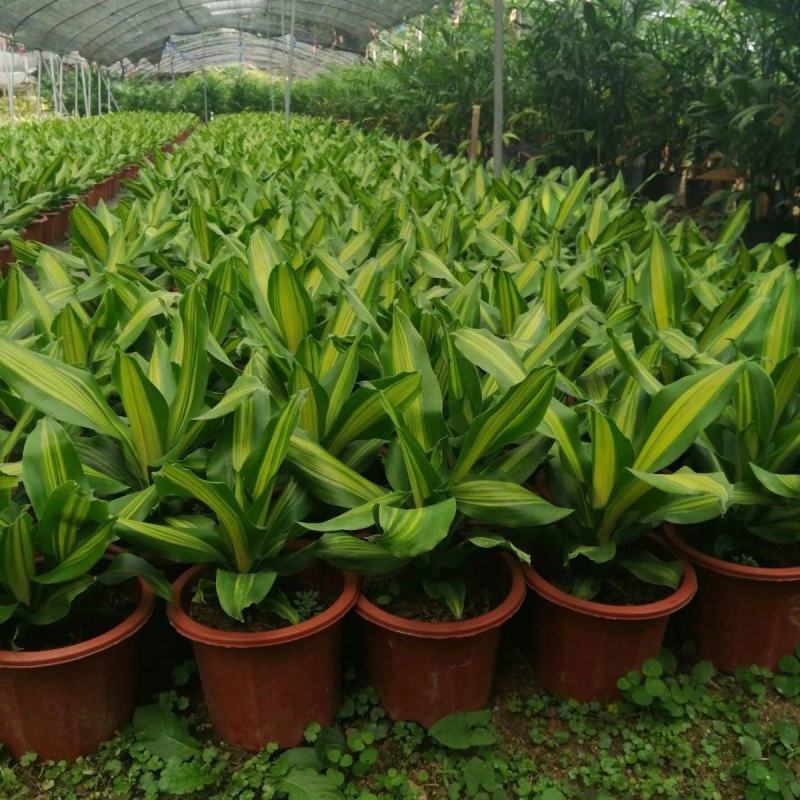 金心也门铁巴西铁巴西木龙须树绿植室内花卉观叶植物盆栽