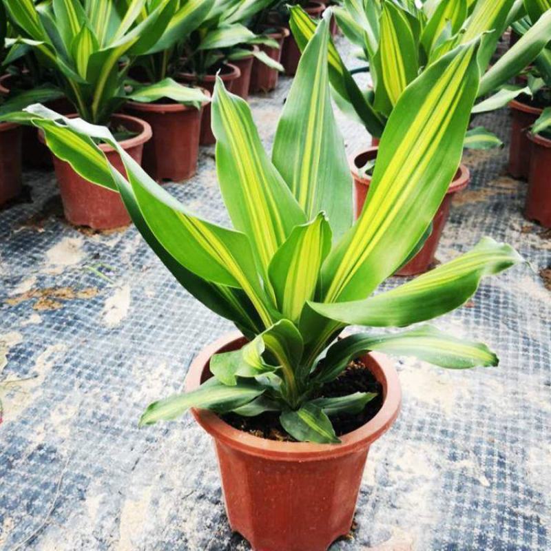 金心也门铁巴西铁巴西木龙须树绿植室内花卉观叶植物盆栽