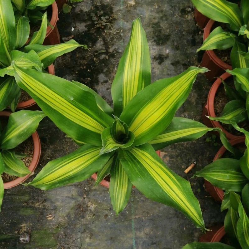 金心也门铁巴西铁巴西木龙须树绿植室内花卉观叶植物盆栽