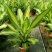 金心也门铁巴西铁巴西木龙须树绿植室内花卉观叶植物盆栽