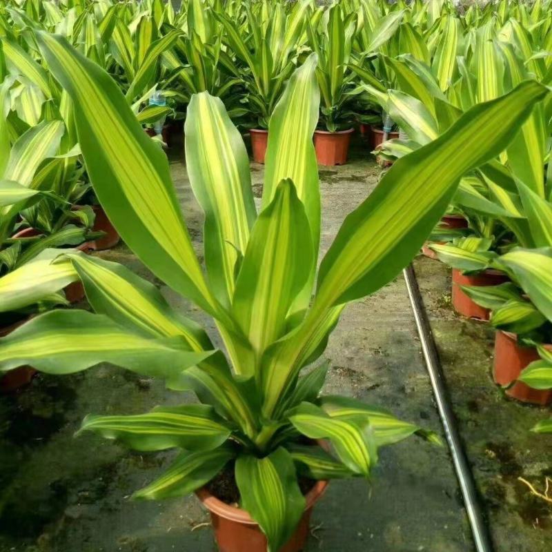 金心也门铁巴西铁巴西木龙须树绿植室内花卉观叶植物盆栽