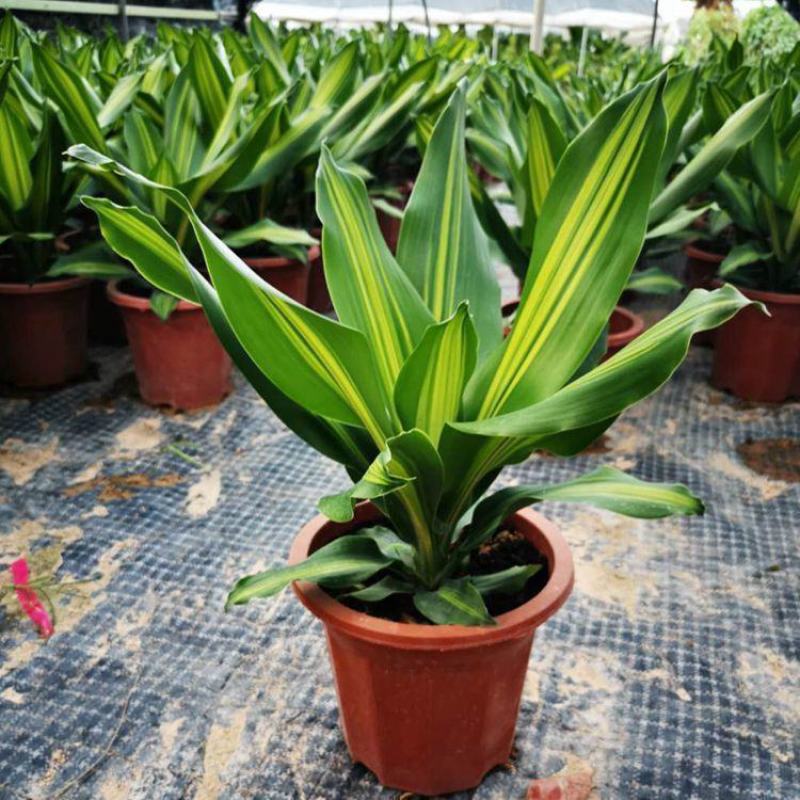 金心也门铁巴西铁巴西木龙须树绿植室内花卉观叶植物盆栽