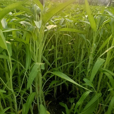 精品新鲜白杆空心菜大量上市货源充足现摘现发欢迎前来订购