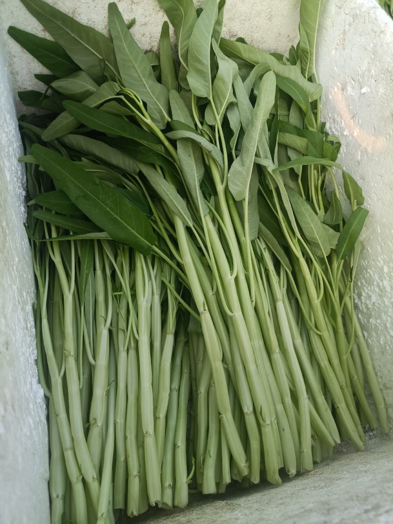 精品新鲜白杆空心菜大量上市货源充足现摘现发欢迎前来订购