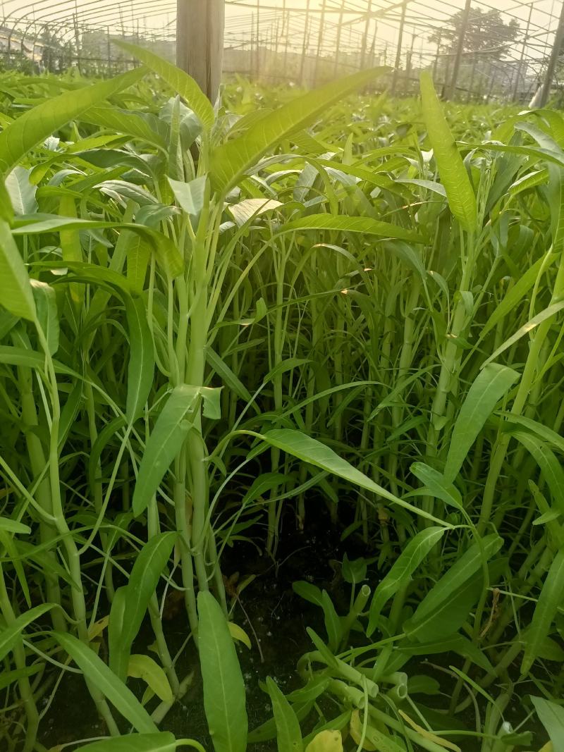 精品新鲜白杆空心菜大量上市货源充足现摘现发欢迎前来订购