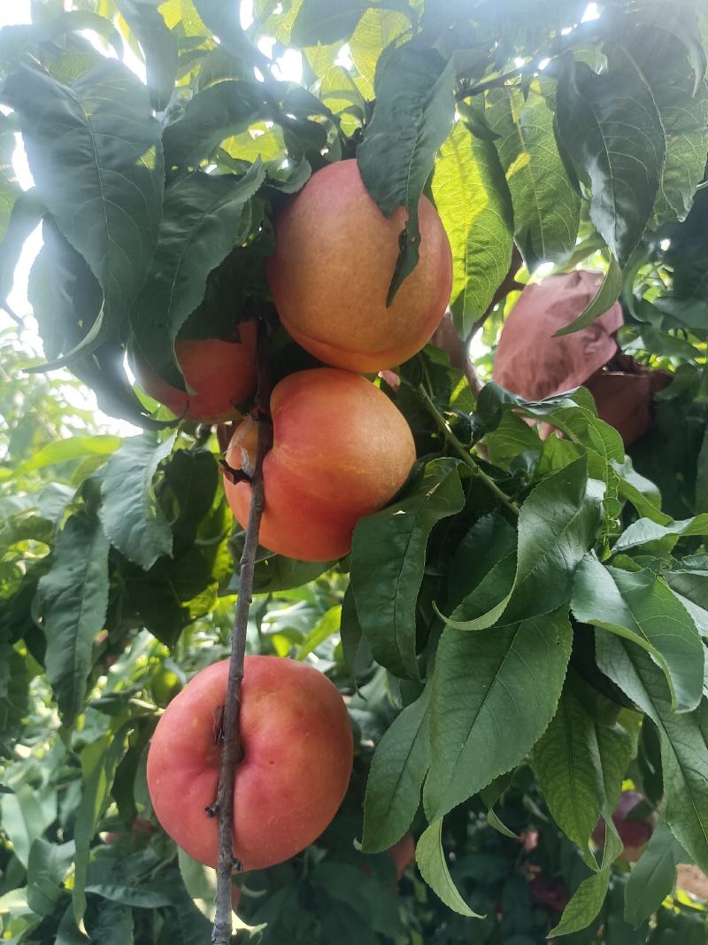 芒果味油桃大量上市‘