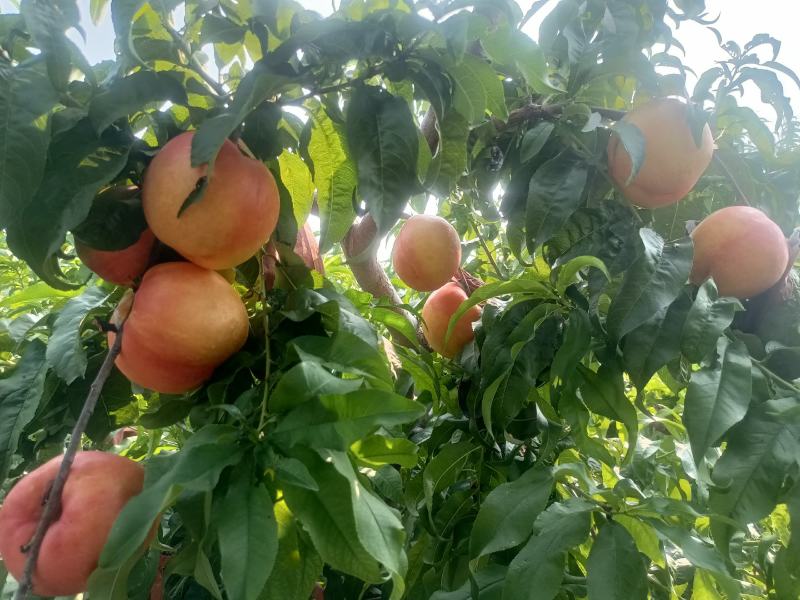 芒果味油桃大量上市‘