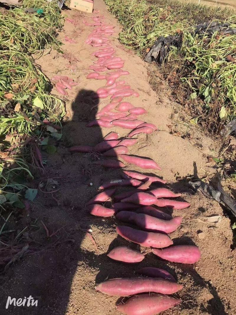 吉林蛟河白石山老品种地瓜，联系我时请说在一亩田看到的