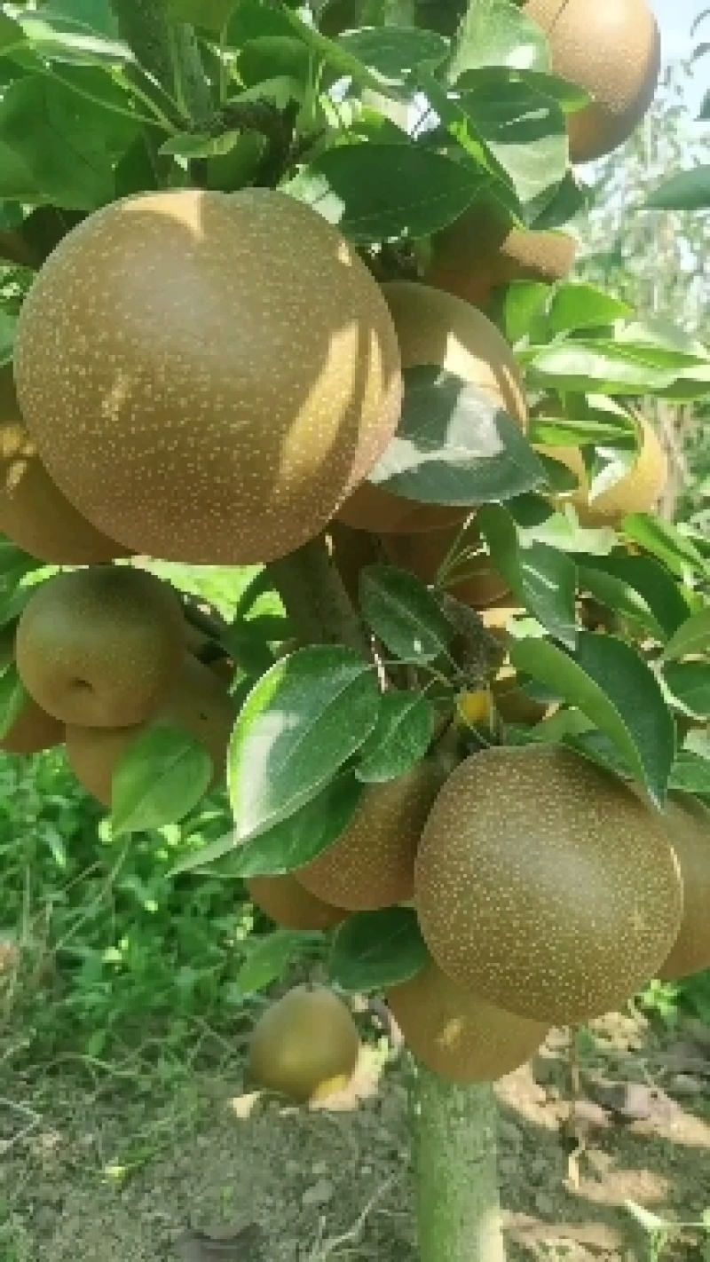 旧口沙梨晚三吉的，口感脆嫩多汁，果型统一，大小均匀。