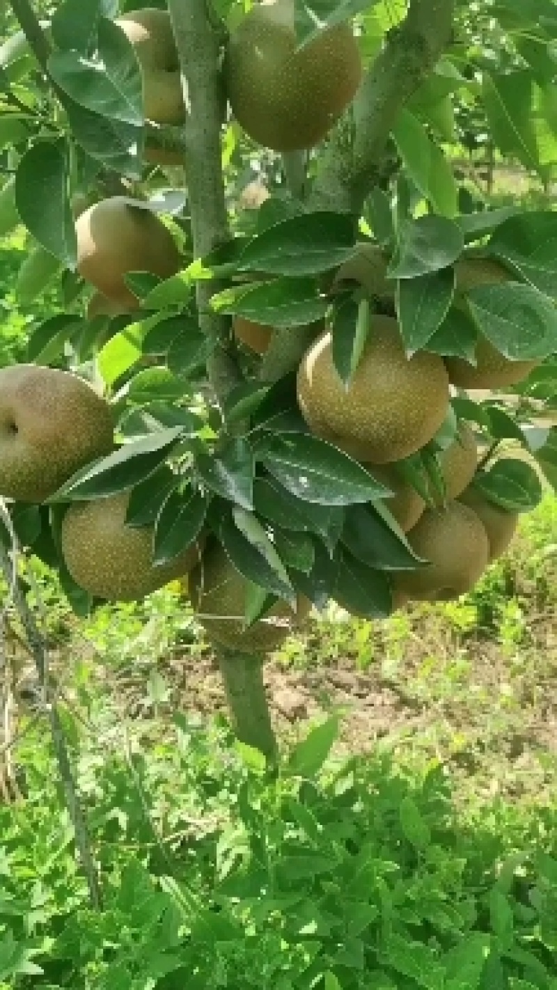 旧口沙梨晚三吉的，口感脆嫩多汁，果型统一，大小均匀。