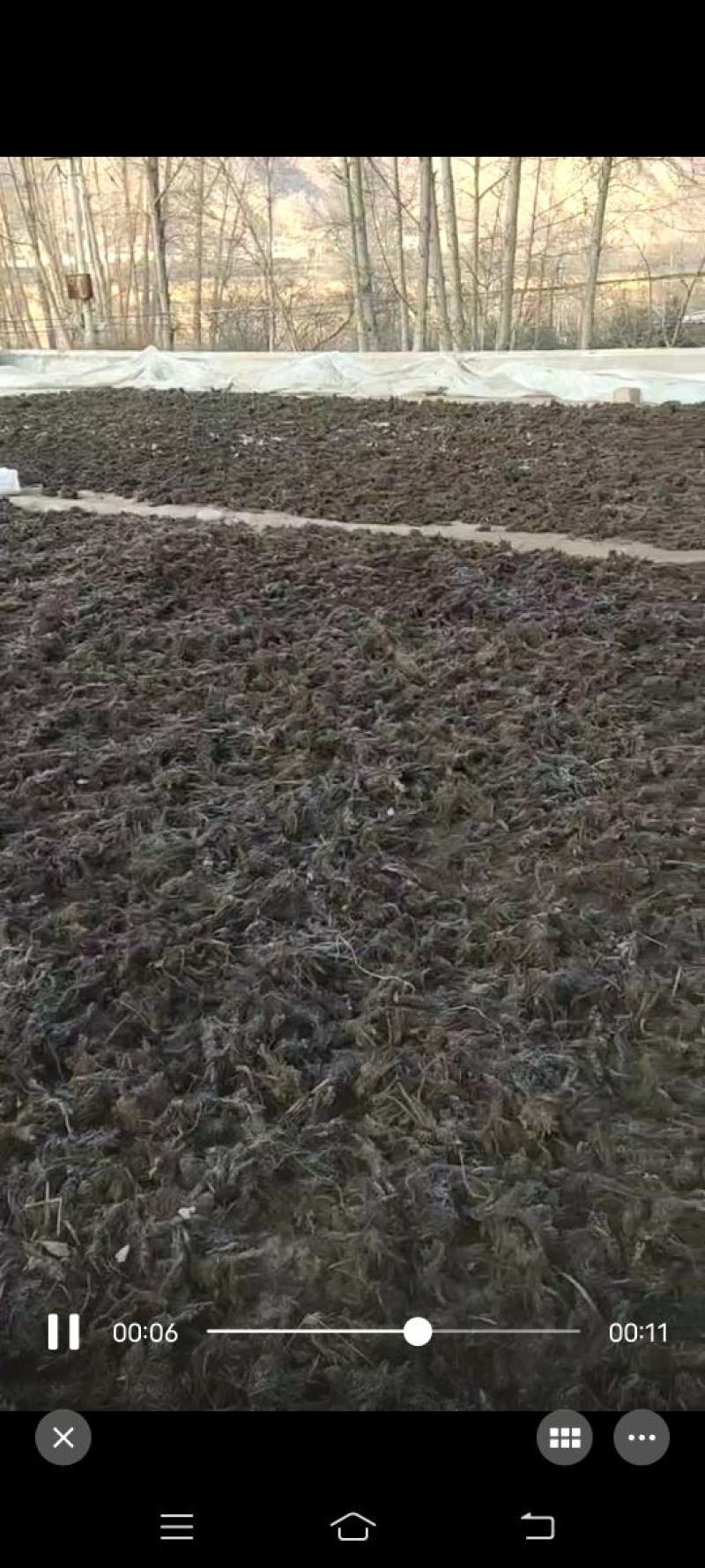 高乌头
