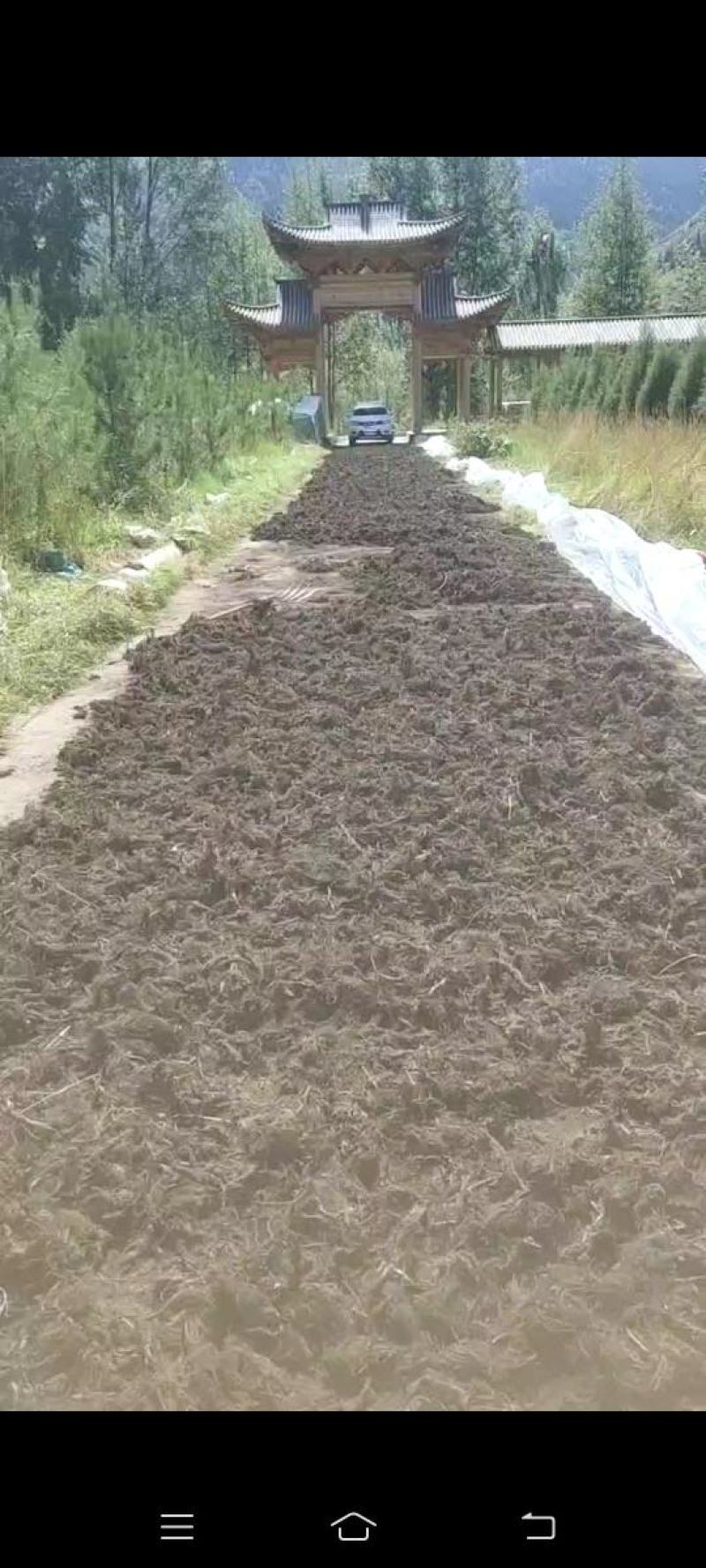 高乌头