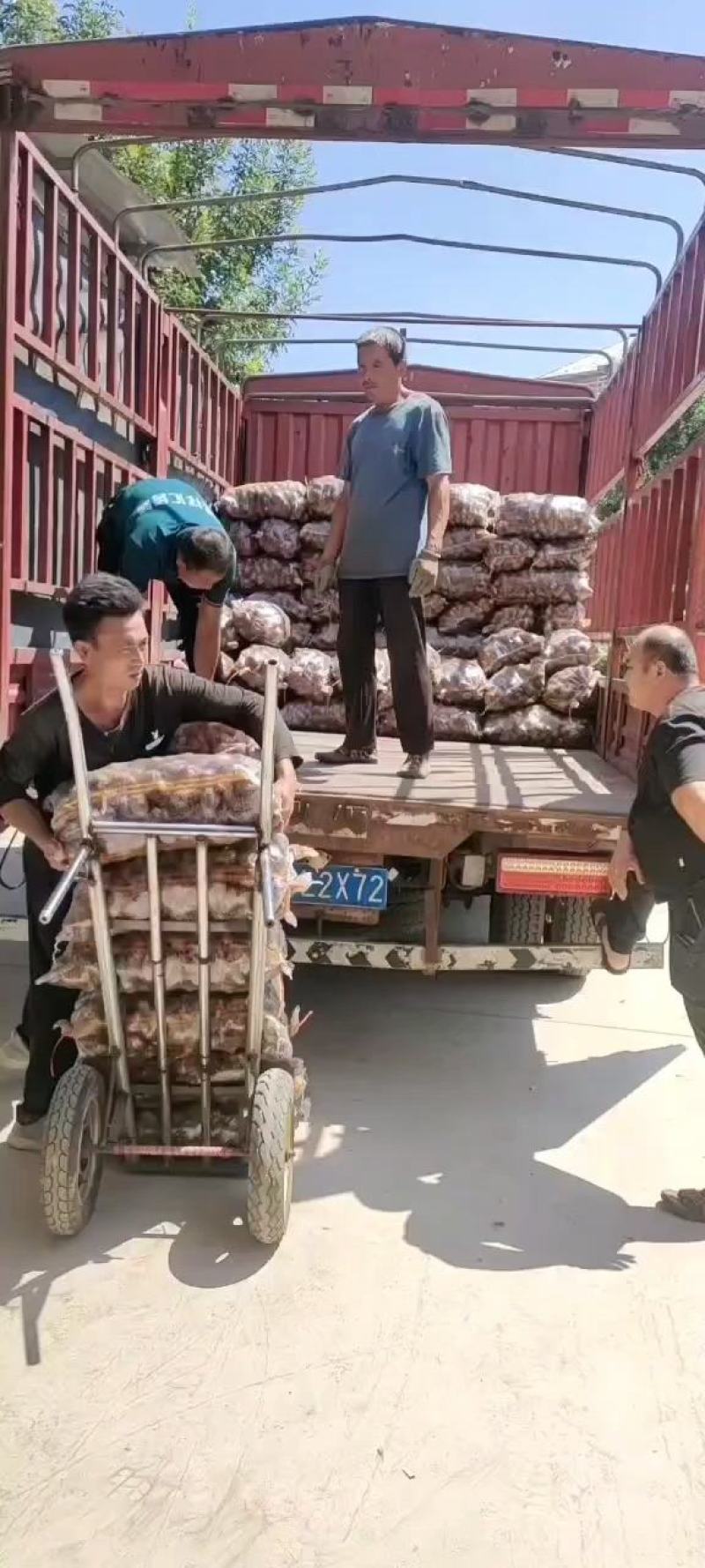 山东芋头/芋头价格/8520毛芋头产地价格/芋头市场行情