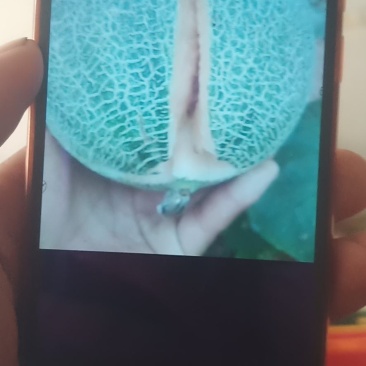 哈密瓜