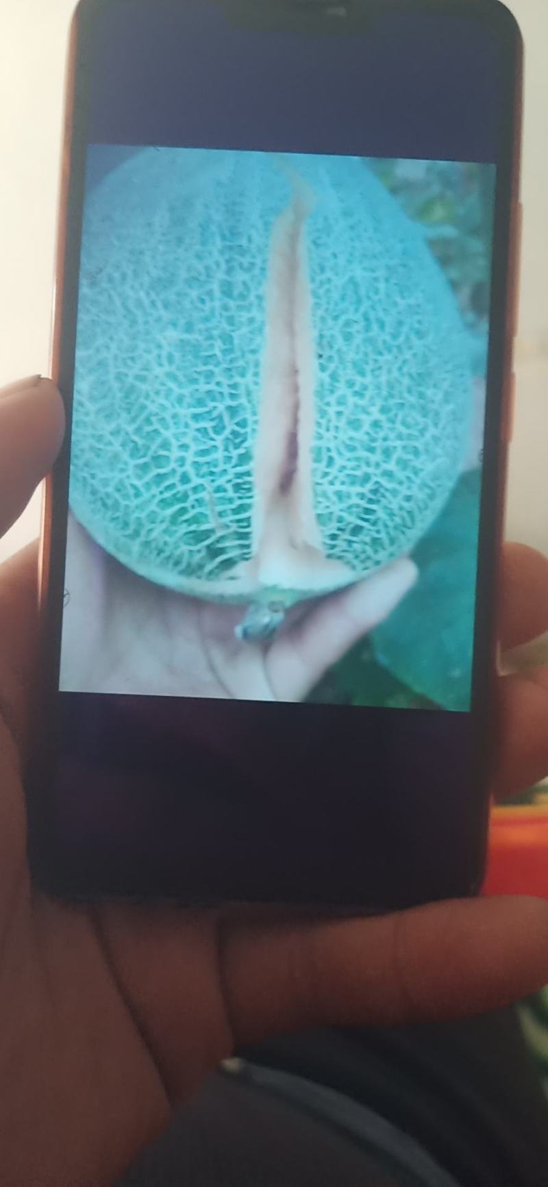 哈密瓜