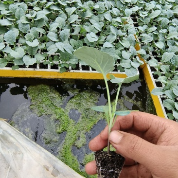 西兰花苗，苗子清秀，根系发达，基地直发，量大从优