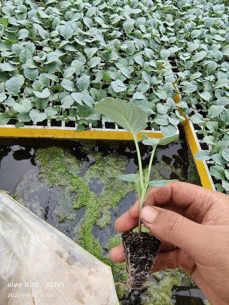 西兰花苗，苗子清秀，根系发达，基地直发，量大从优