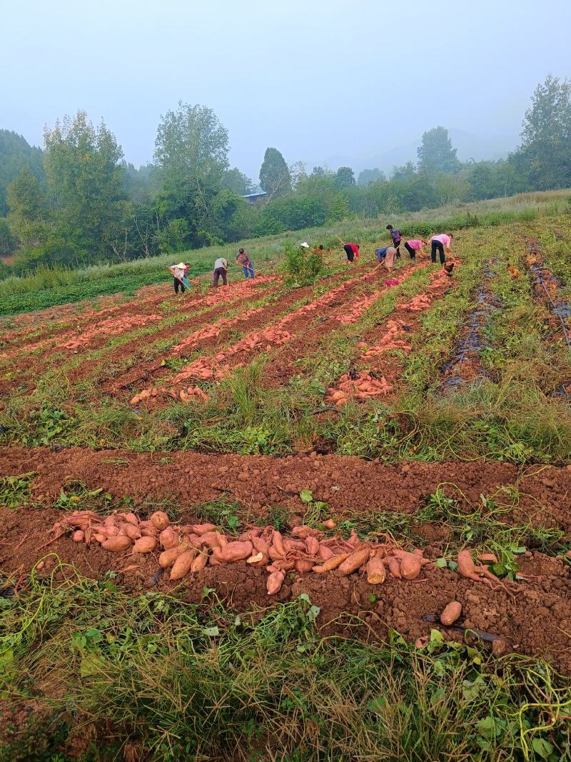 西充基地促销活动开启