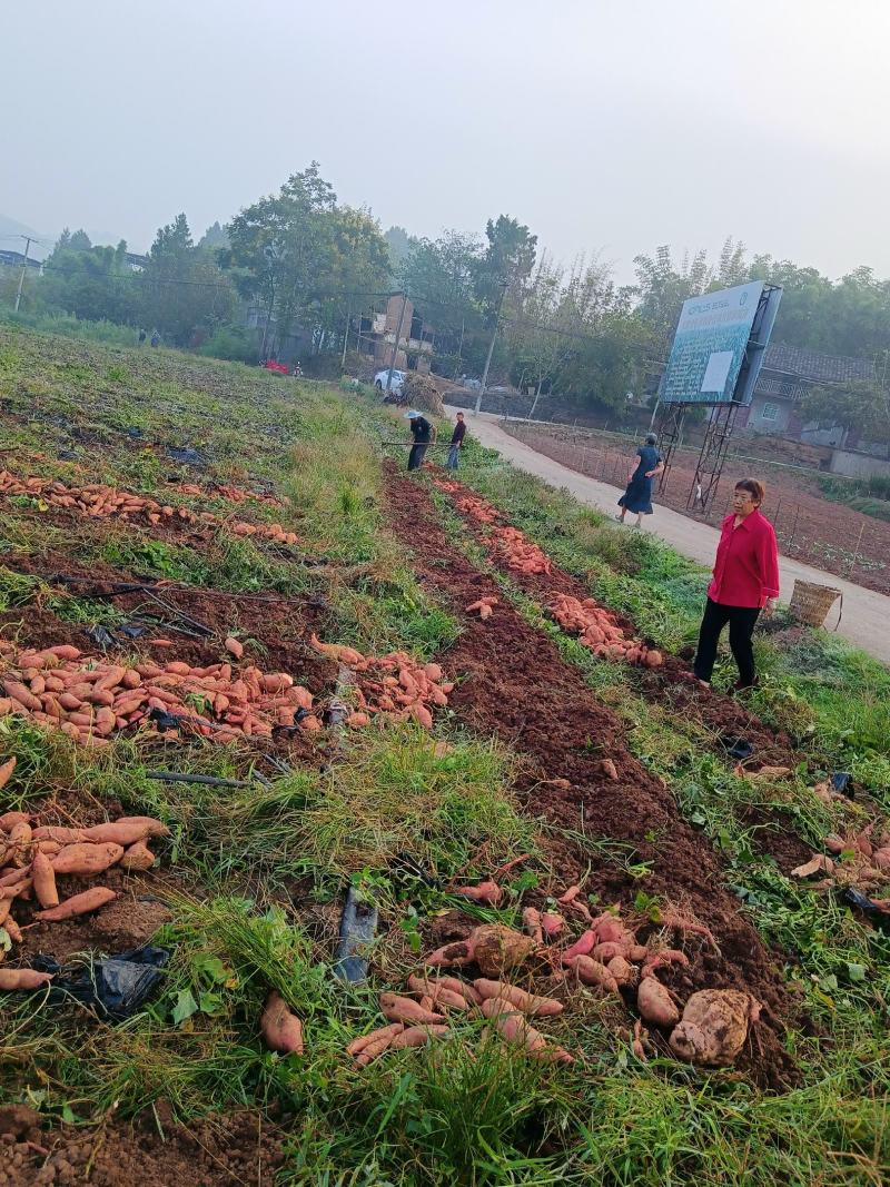 西充基地促销活动开启