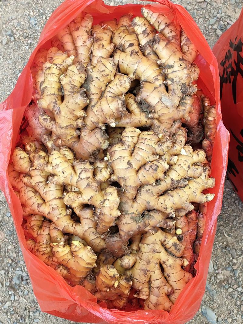 汝城生态小黄姜