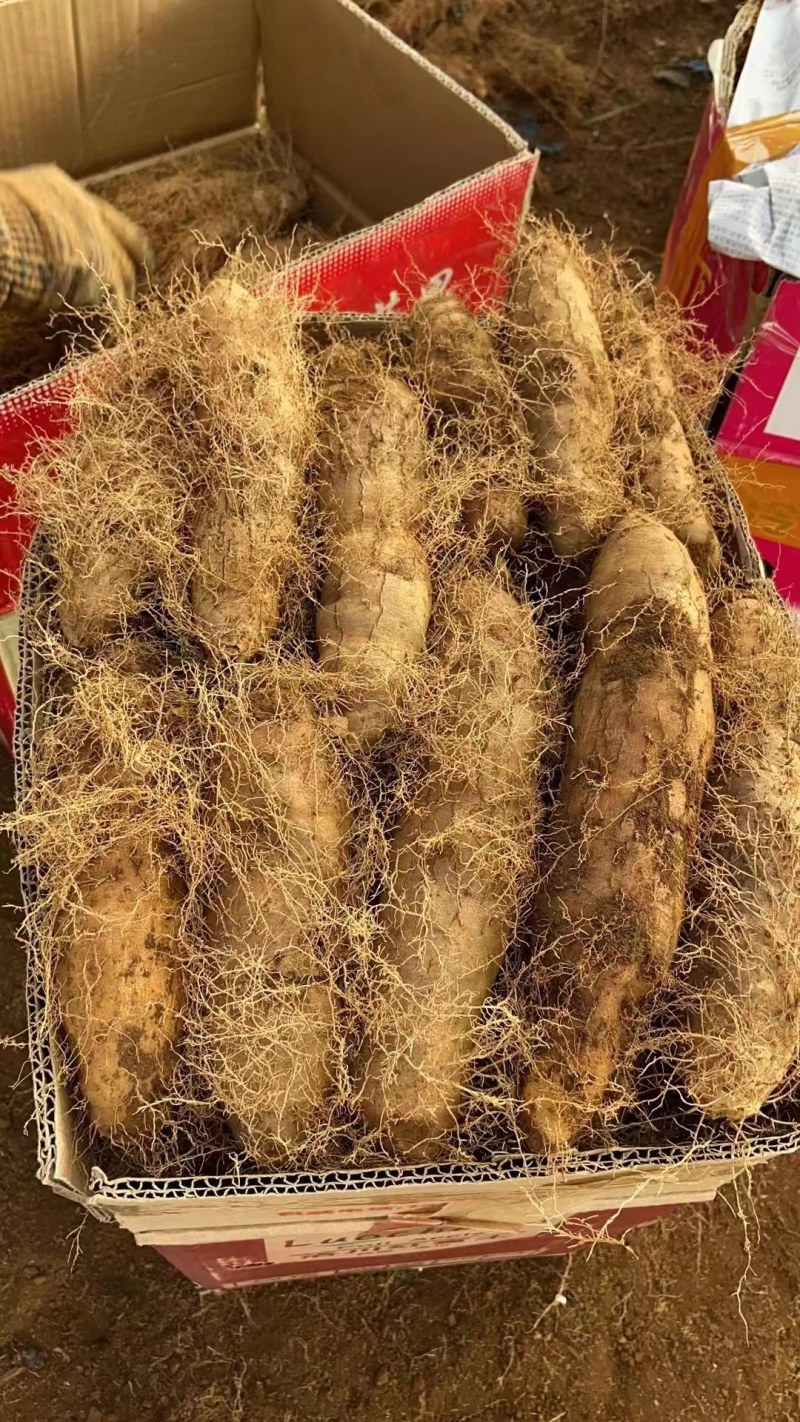 我想买毛薯