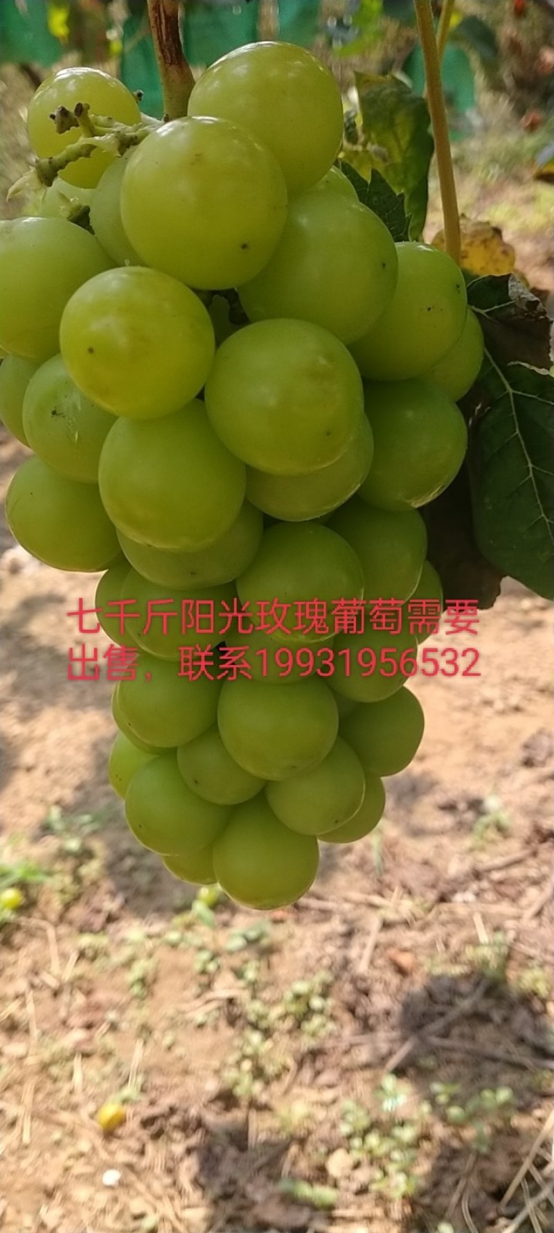 秦王阳光玫瑰葡萄现在有货，大量上市需要联系我