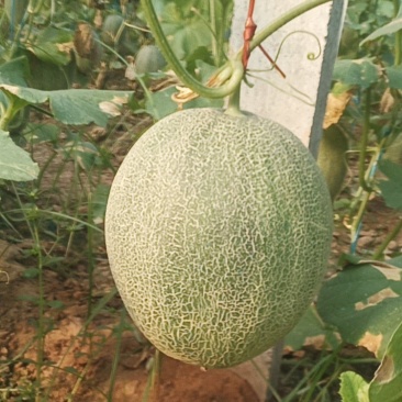 哈密瓜通货