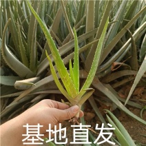 正品库拉索芦荟美容食用观赏室内外绿植吸甲醛祛痘幼苗