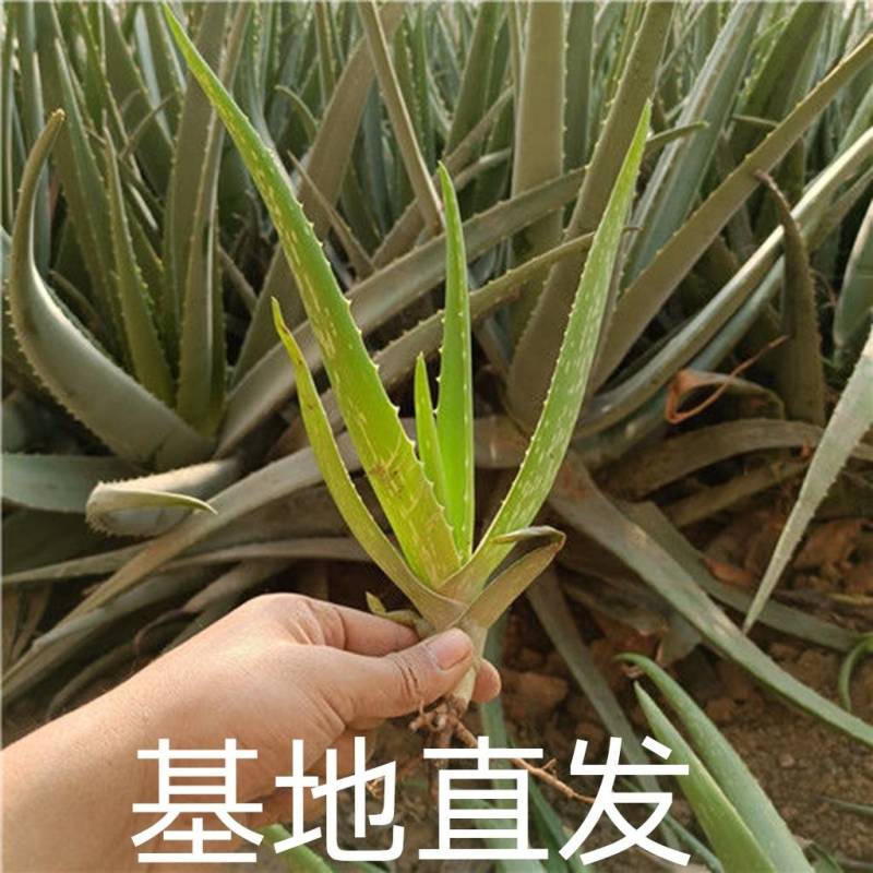 正品库拉索芦荟美容食用观赏室内外绿植吸甲醛祛痘幼苗