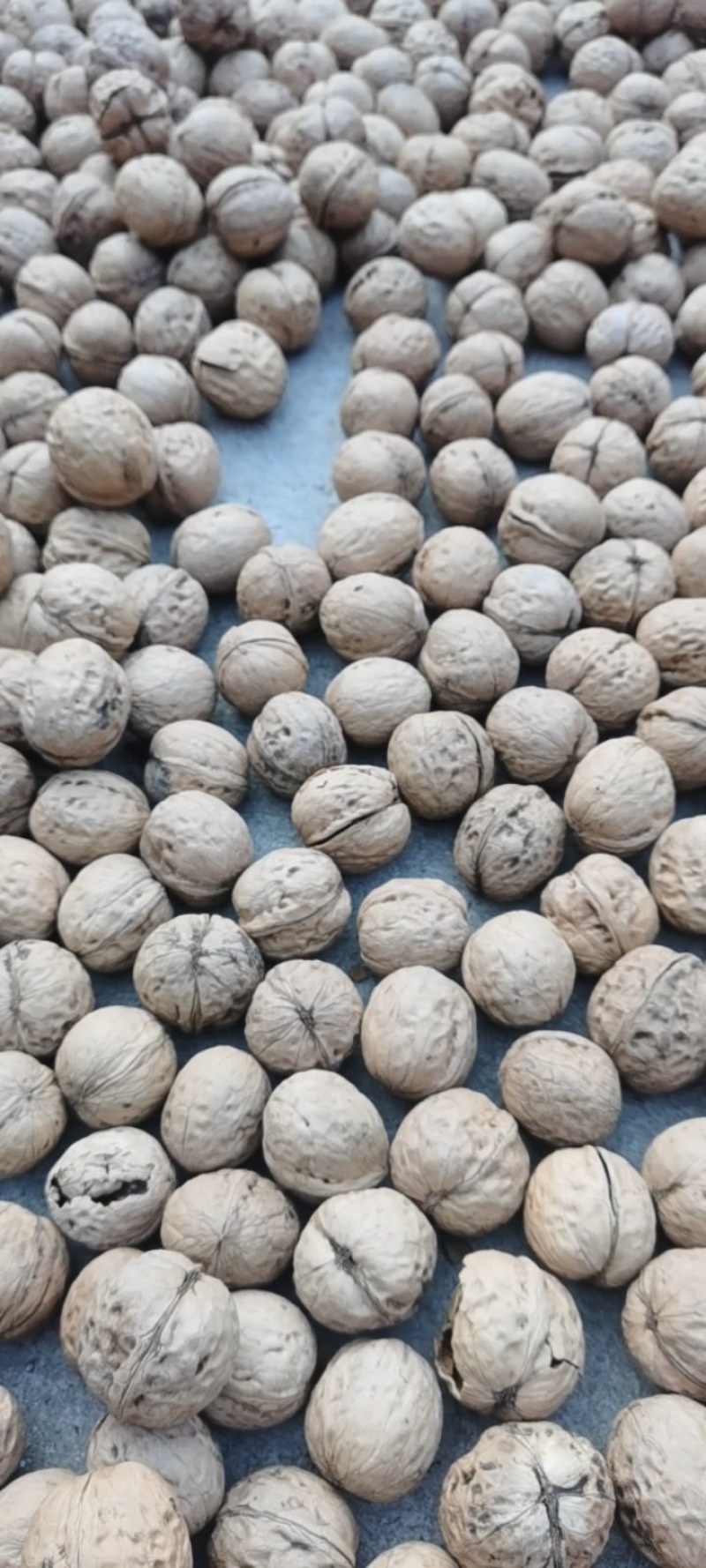 纸皮核桃礼品薄皮自家种植的人懒没钱没上化肥