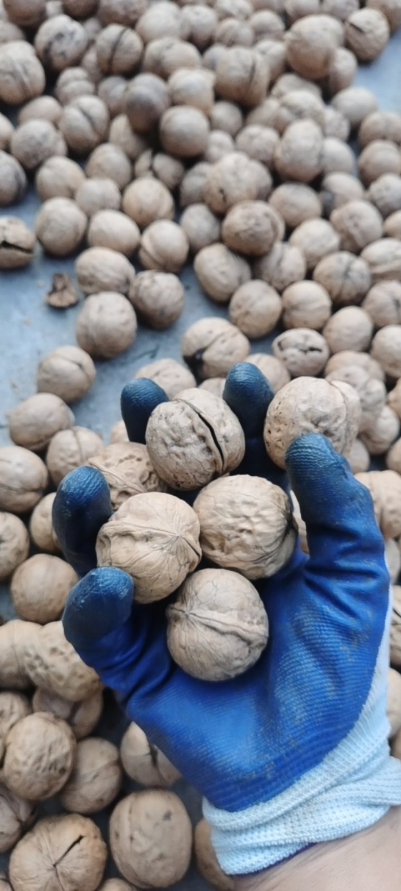 纸皮核桃礼品薄皮自家种植的人懒没钱没上化肥