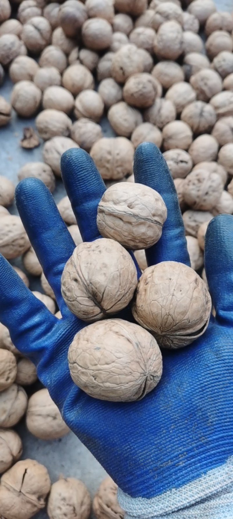 纸皮核桃礼品薄皮自家种植的人懒没钱没上化肥
