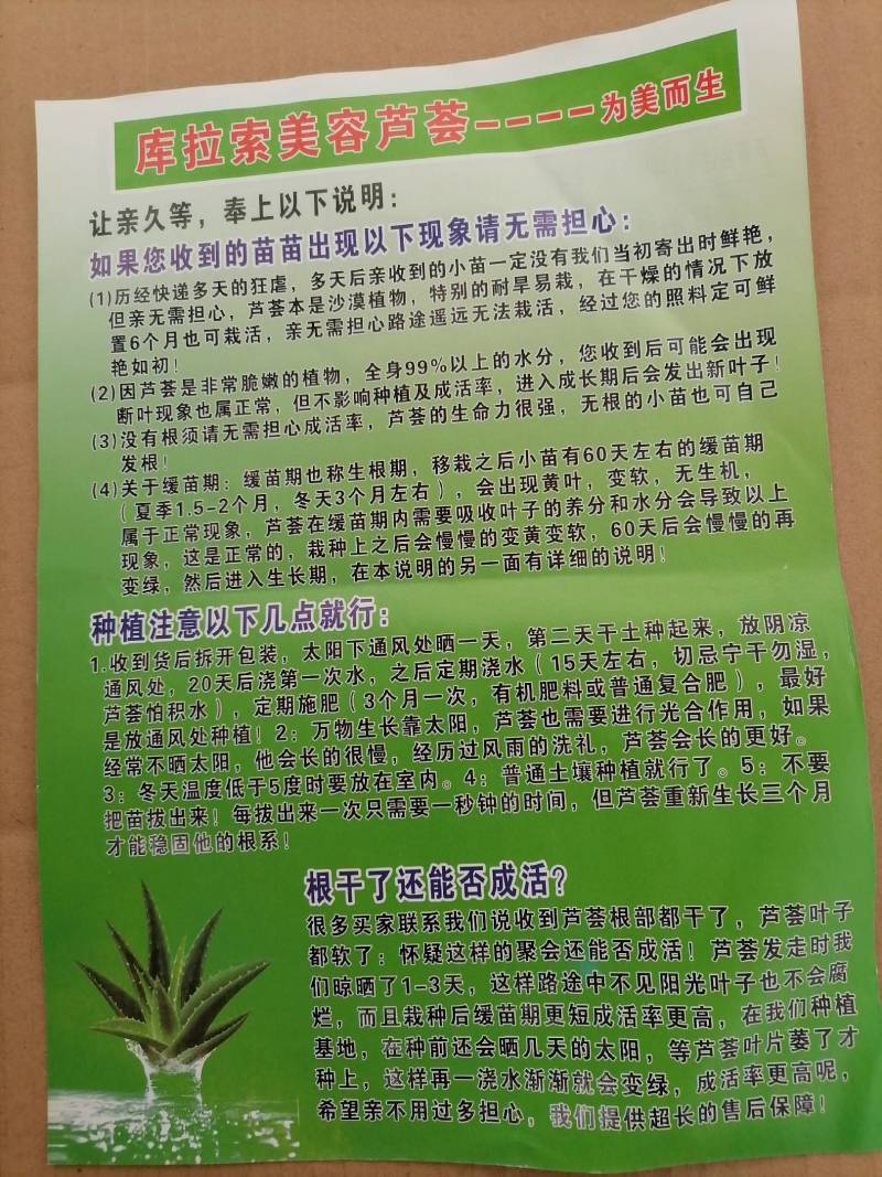 正品库拉索芦荟美容食用观赏室内外绿植吸甲醛祛痘幼苗