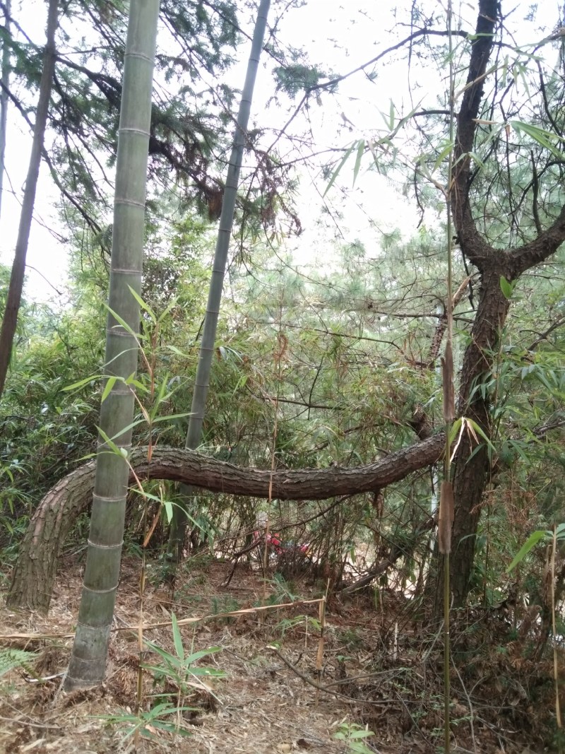 异形珍贵苗木