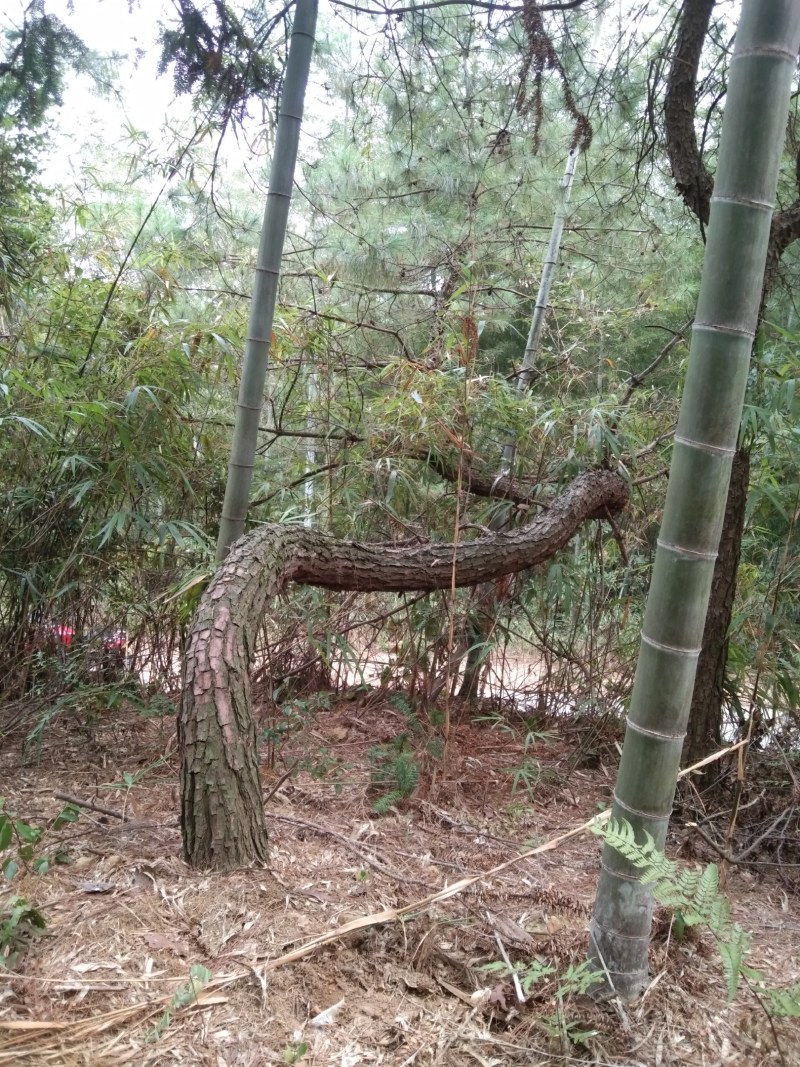 异形珍贵苗木